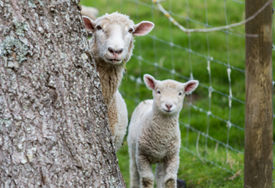farming