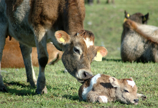 farming
